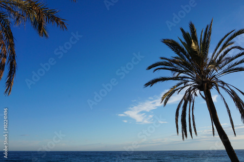 Palm tree and the mediterranean sea