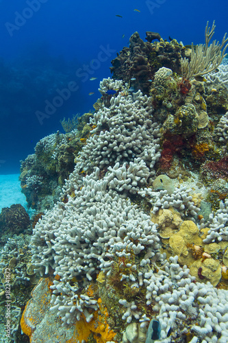 Dying coral reef with fish