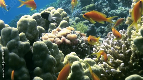School of colorful fish on background of coral reef landscape underwater. Swimming in world of beautiful seascape. Wild nature. Abyssal relax diving.