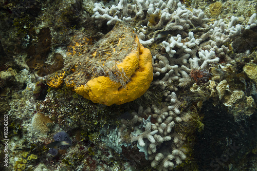 Sea sponge and bleached coral