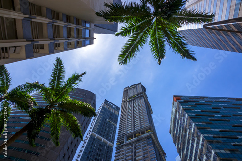 Skyscrapers and Palm Trees