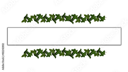 green ivy leaves frame