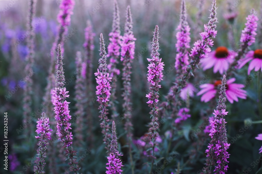 Fototapeta premium Purple loosestrife flowers