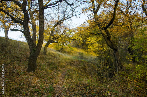   The path  strewn with leaves  passes through the autumn oak grove.