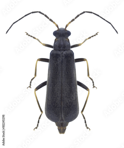 Beetle Rhagonycha femoralis on a white background © als