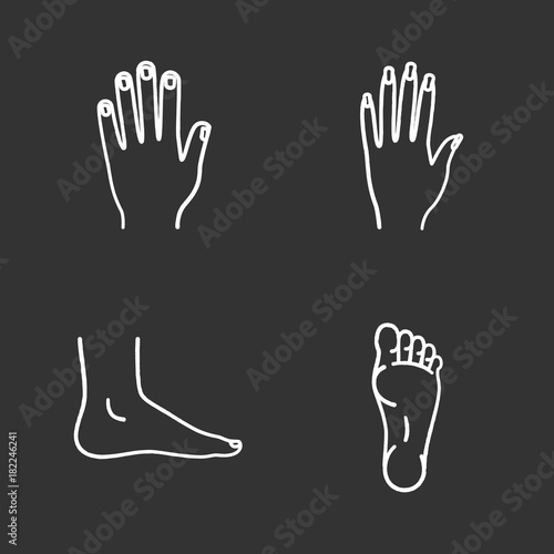 Human body parts chalk icons set