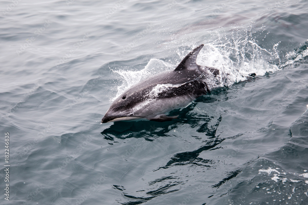 Naklejka premium Dolphin Breaking Water