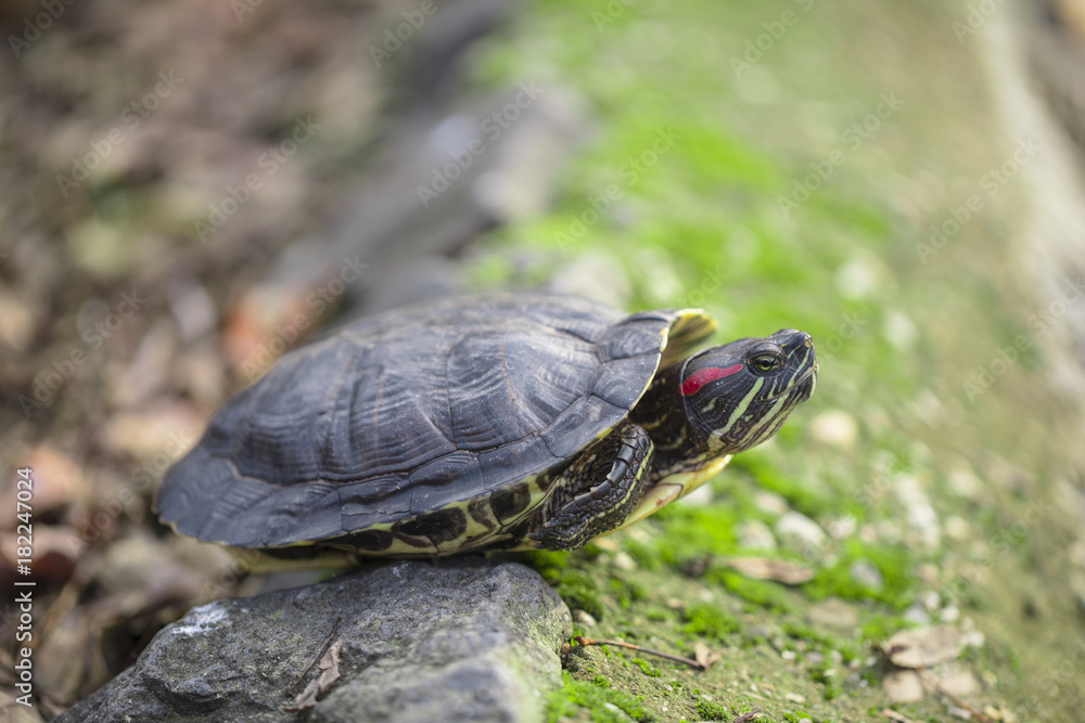 Fototapeta premium the turtle came out for a walk