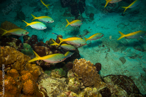 Fototapeta Naklejka Na Ścianę i Meble -  Fish on a reef