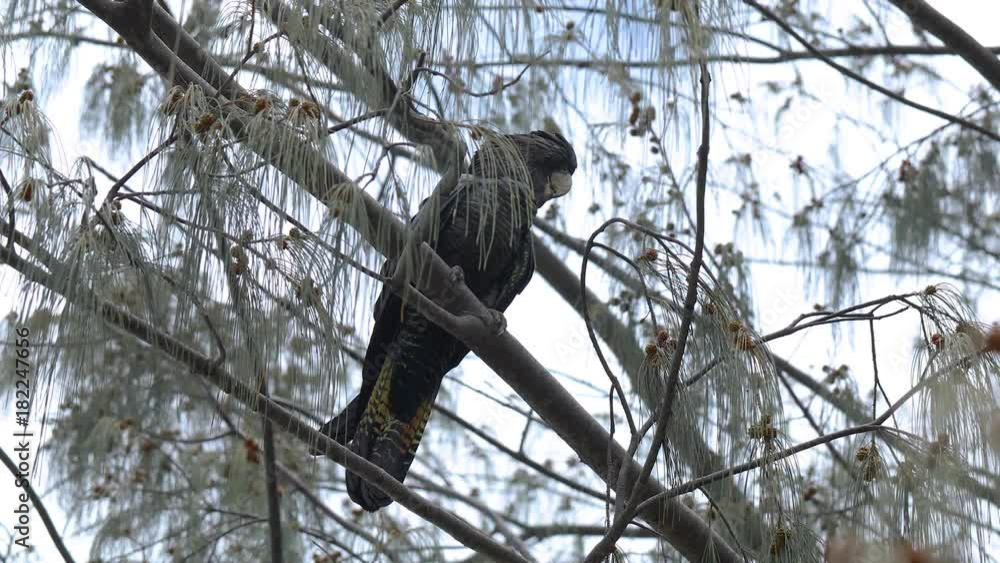 A steady shot of a black cockatoo with a red tail. The bird is chilling on the branch. A steady shot of a black cockatoo with a red tail. The bird is chilling on the branch.