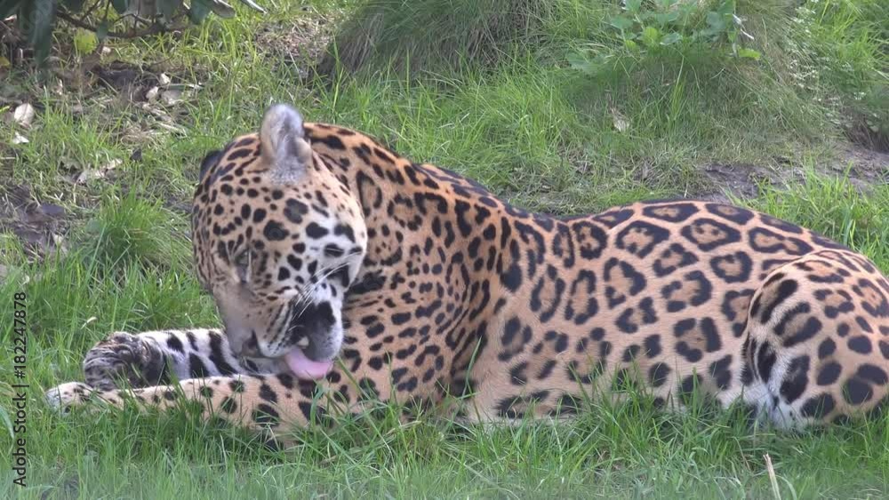 Jaguar (Panthera onca) big cat licking and cleaning self on grass hill Jaguar (Panthera onca) big cat licking and cleaning self on grass hill