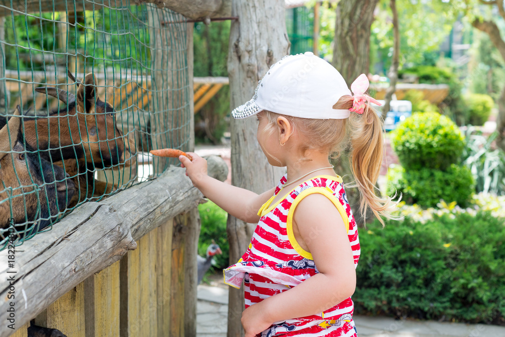 A child, a little girl, feeds a goat through an iron cage in the zoo. In unity with nature.