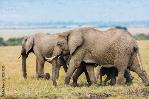 Elephants in Africa