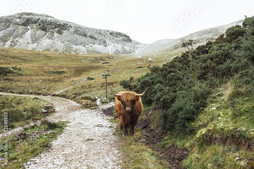 A highland cow on the road in the nature © vikovik