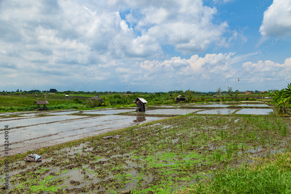 Obraz premium Harvested rice fields in Bali island, Indonesia