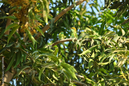 Green Bee Eater Bird