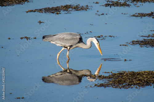 Obraz na plátně Grey Heron hunting for food