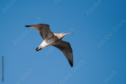 Eurasian Curlew, Curlew, Numenius arquata