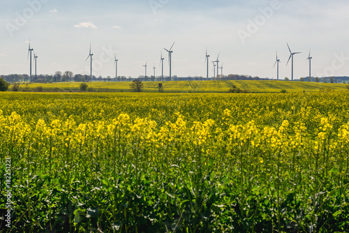 Wind turbines and yellow rapeseed fields in West Pomerania region, Poland