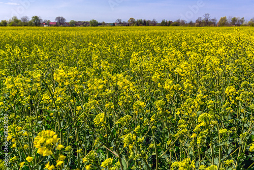 Yellow rapseed field in West Pomerania region of Poland © Fotokon