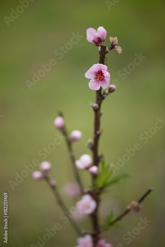 Blossom Flower on a Limb