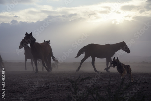 a plain with beautiful horses in sunny summer day in Turkey. Herd of thoroughbred horses. Horse herd run fast in desert dust against dramatic sunset sky. wild horses 