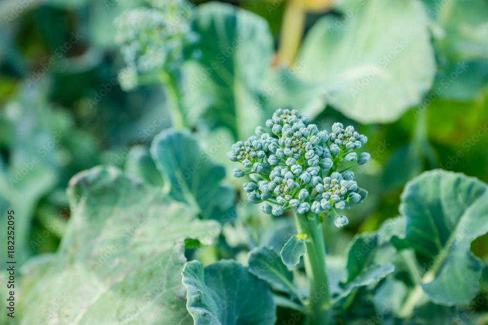Beautiful broccoli cabbage in the garden. Selective focus. Beautiful broccoli cabbage in the garden. Selective focus.