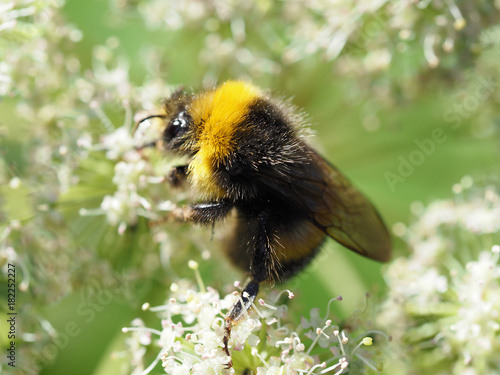 Close-up of a bumblebee. Bumblebee gathers nectar from the white flowers of the angelica, selineae . Honey plants and insects. Bumblebee or bumble bee, member of the genus Bombus, Apidae, bee families