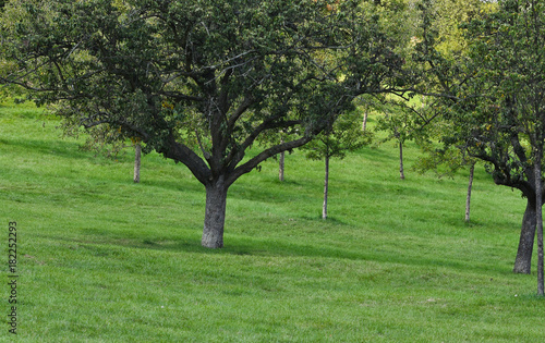 Apfelgarten. Landwirtschaft