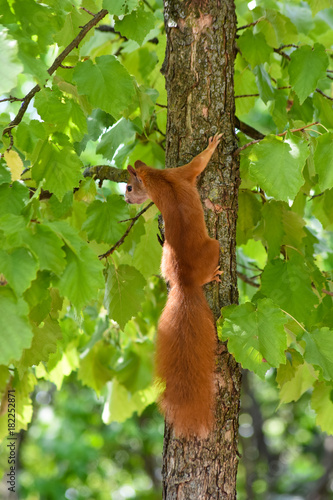 Eichhörnchen © medwedja