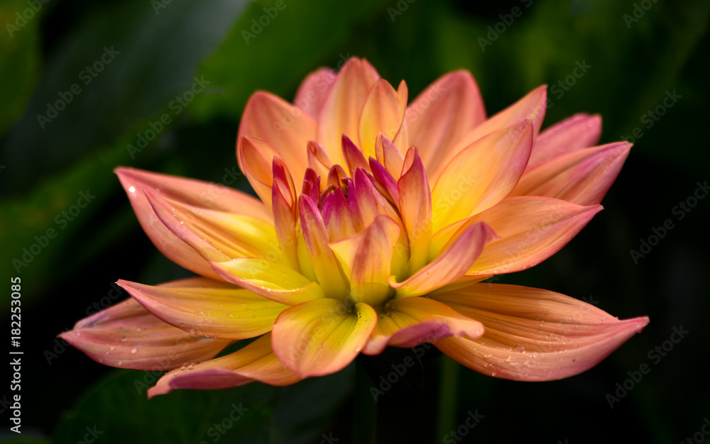 Zarte Schönheit im Garten. Dahlia Zarte Schönheit im Garten. Dahlia