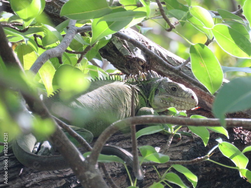 Martinique, iguane sur l'ilet Chancel