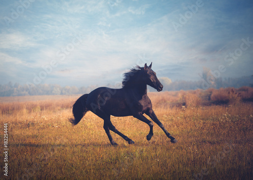 Black horse galloping on the trees and sky background in autumn
