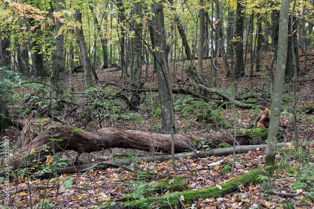 Autumn Forest Background Autumn Forest Background