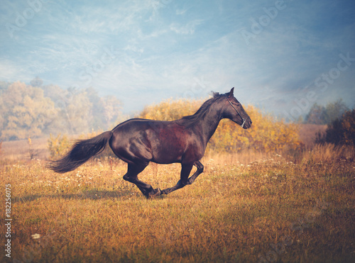 Black horse galloping on the trees and sky background in autumn