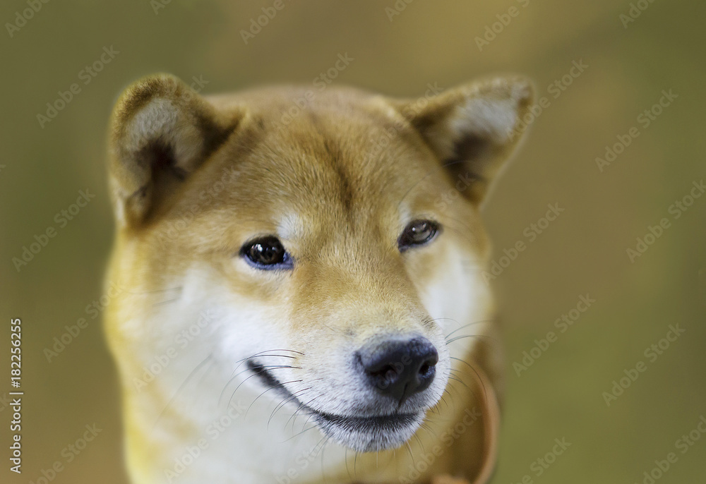 Собака породы Сиба-ину.