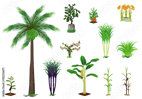kind of vegetable vector design