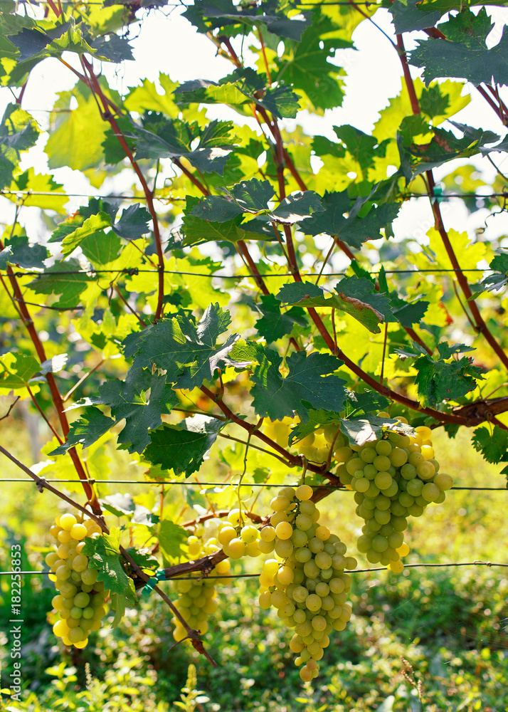 Grapes in vineyard Grapes in vineyard