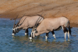 Gemsbok antelopes (Oryx gazella) drinking water, Etosha National Park, Namibia.