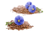 Beautiful flowers of flax with seeds isolated  on white backgroumd