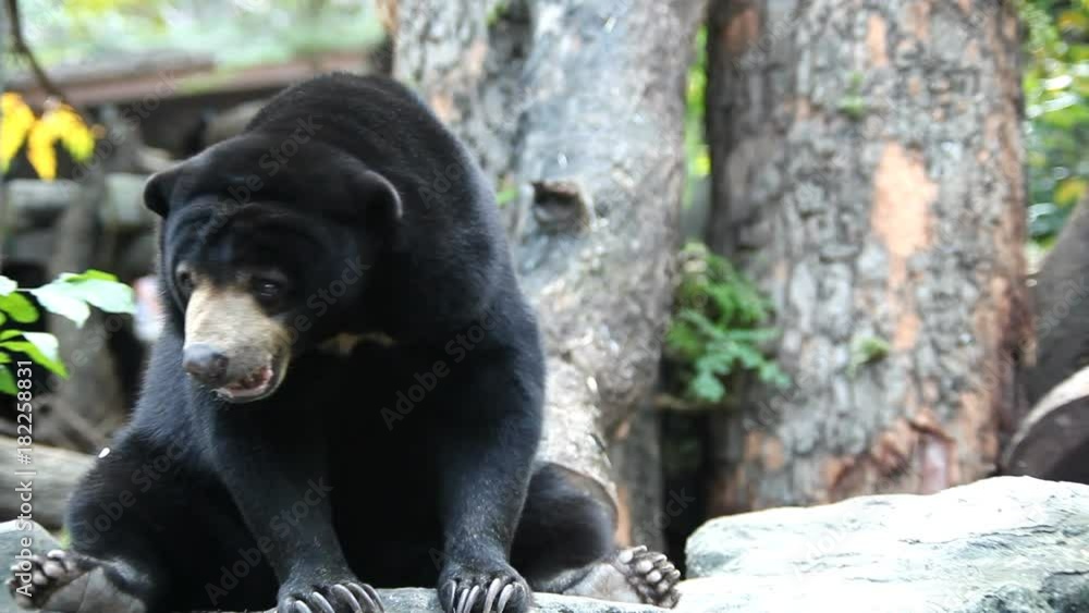 Malayan sun bear Malayan sun bear
