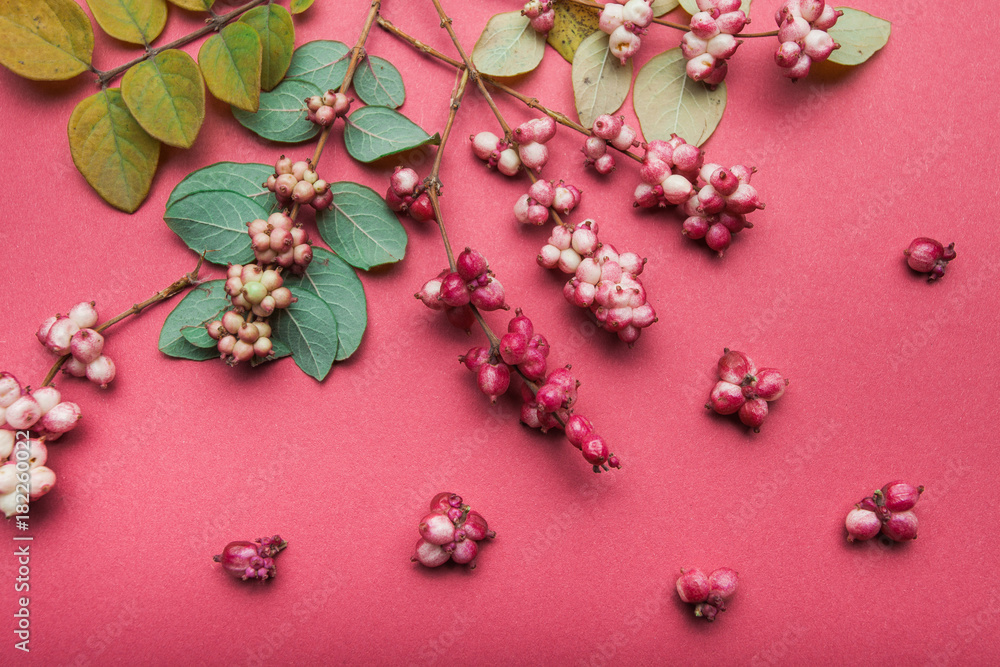 Top view of forest decorative berries on a pink background. Top view of forest decorative berries on a pink background.