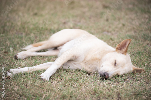 Dog sleeping on grass