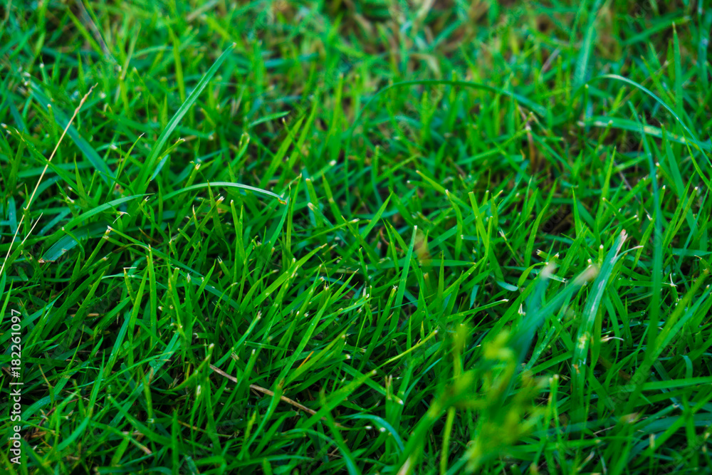 Green nature grass top view texture background Green nature grass top view texture background
