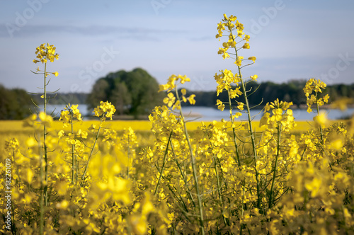 Tapety artystyczne WARZNO_7492