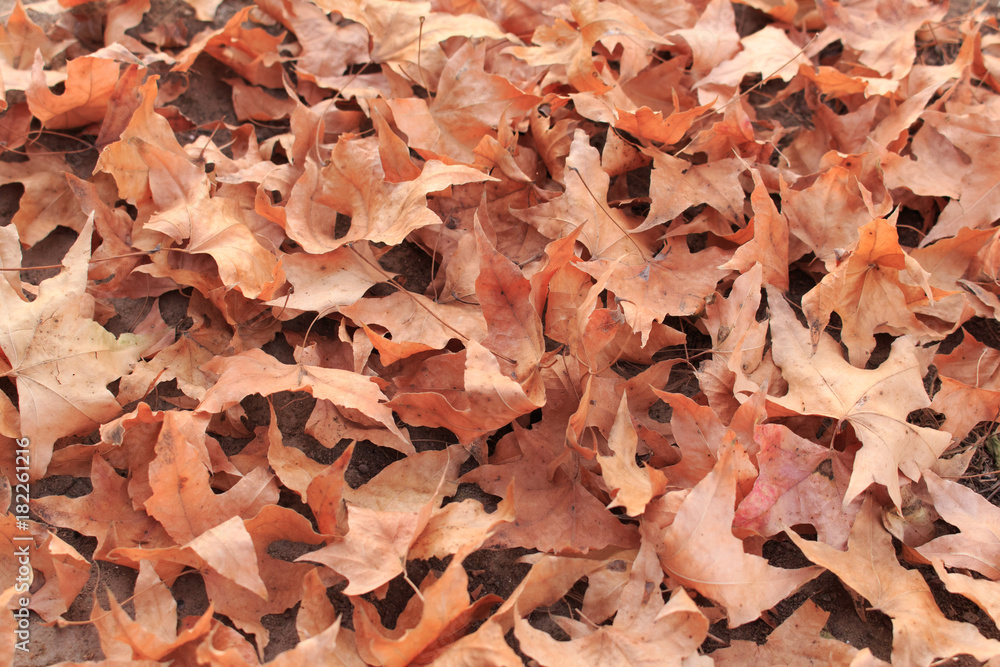 Dry maple leaf, fall foliage Dry maple leaf, fall foliage