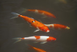 Fancy carp fish or Koi fish / black , orange, white , red