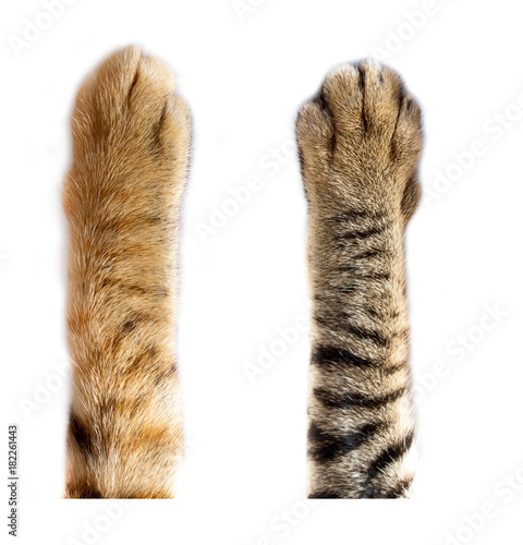 cats paw on white background