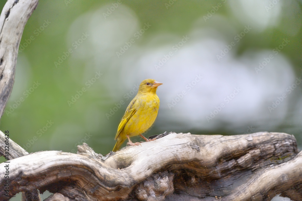 Obraz premium CAPE WEAVER (Ploceus capensis) at Giant's Cup Wilderness Reserve, Kwazulu Natal. 