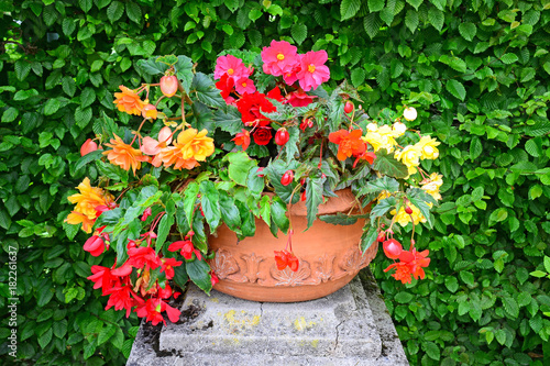 Colorful flowers in a pot in front of a bush